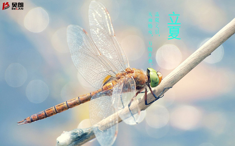 立夏啦！立夏啦！