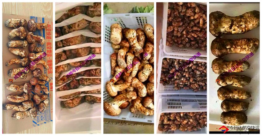 成都松茸航空托運