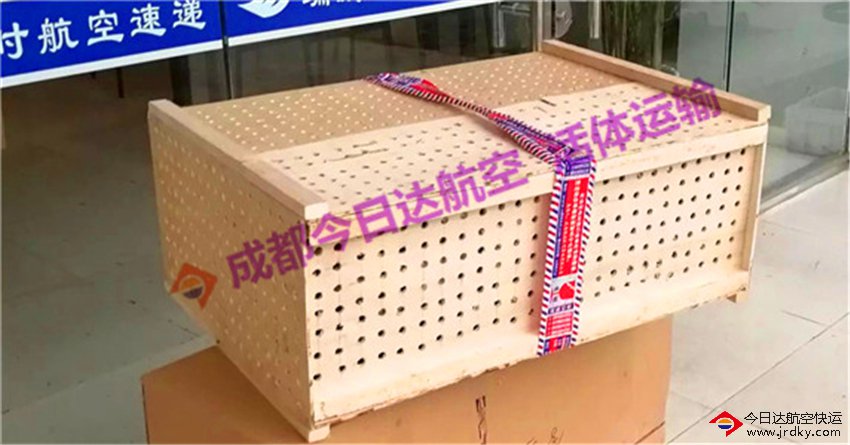 成都鸚鵡航空托運