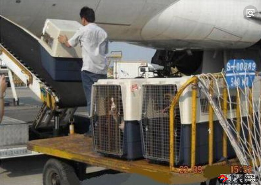 成都寵物航空托運