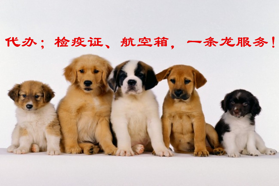 機(jī)場航空快遞,機(jī)場航空快件